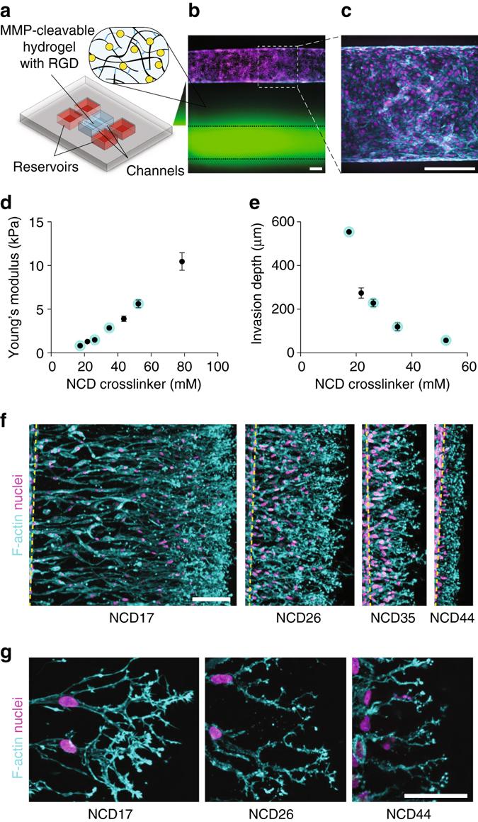 https://cdn.ncbi.nlm.nih.gov/pmc/blobs/0f81/5575316/af7bfffa9db9/41467_2017_418_Fig3_HTML.jpg