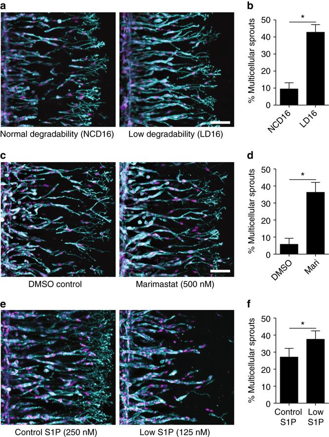 https://cdn.ncbi.nlm.nih.gov/pmc/blobs/0f81/5575316/ee43b75a6c01/41467_2017_418_Fig5_HTML.jpg