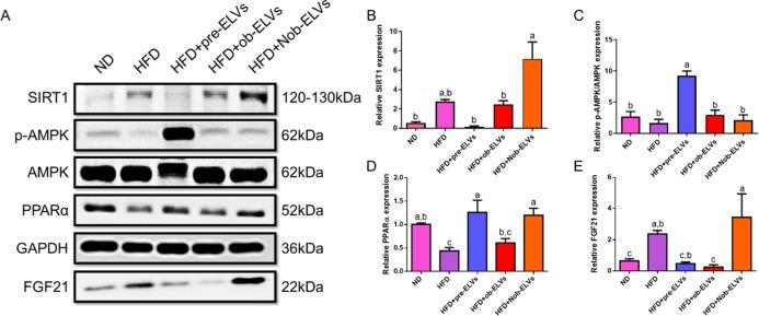 https://cdn.ncbi.nlm.nih.gov/pmc/blobs/0f84/12412145/a7025bb66004/jf5c06392_0007.jpg