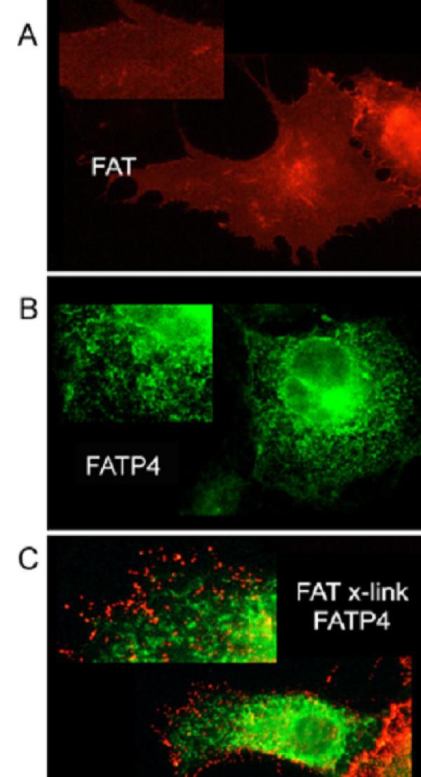 https://cdn.ncbi.nlm.nih.gov/pmc/blobs/0f86/2533316/5e964ac02241/1471-2121-9-45-4.jpg