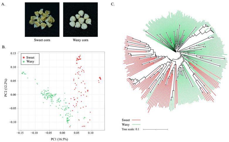 https://cdn.ncbi.nlm.nih.gov/pmc/blobs/0f89/8235792/461b4a6c61b6/plants-10-01239-g001.jpg