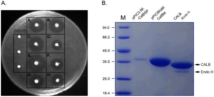 https://cdn.ncbi.nlm.nih.gov/pmc/blobs/0f8f/3542265/50c493ed69f9/pone.0053939.g003.jpg