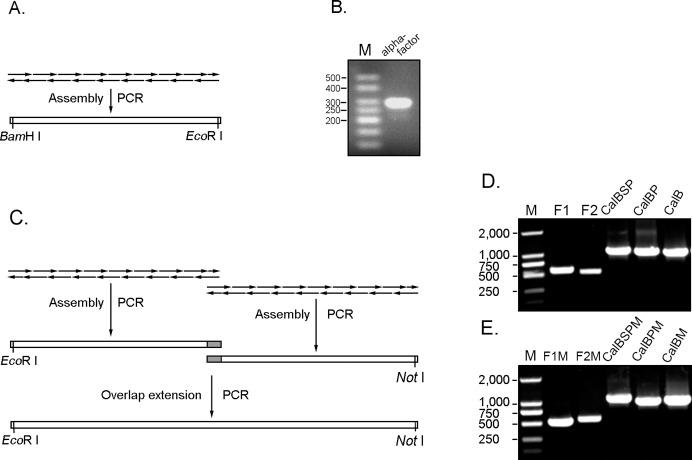 https://cdn.ncbi.nlm.nih.gov/pmc/blobs/0f8f/3542265/9ba07746c342/pone.0053939.g002.jpg