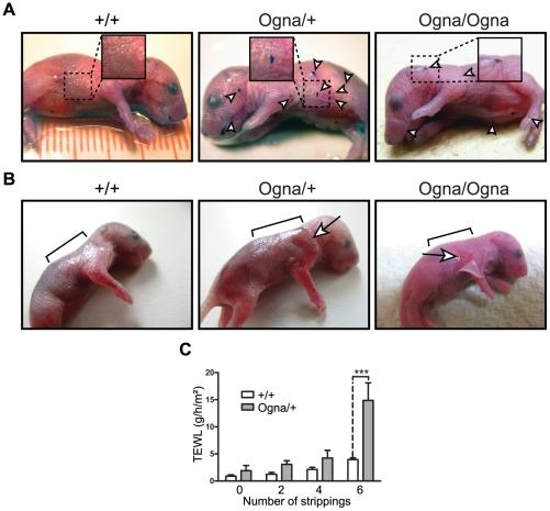 https://cdn.ncbi.nlm.nih.gov/pmc/blobs/0f93/3228830/011094eee4fd/pgen.1002396.g001.jpg