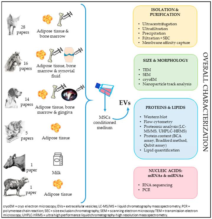 https://cdn.ncbi.nlm.nih.gov/pmc/blobs/0f94/11310970/be8c24314f04/animals-14-02147-g001.jpg