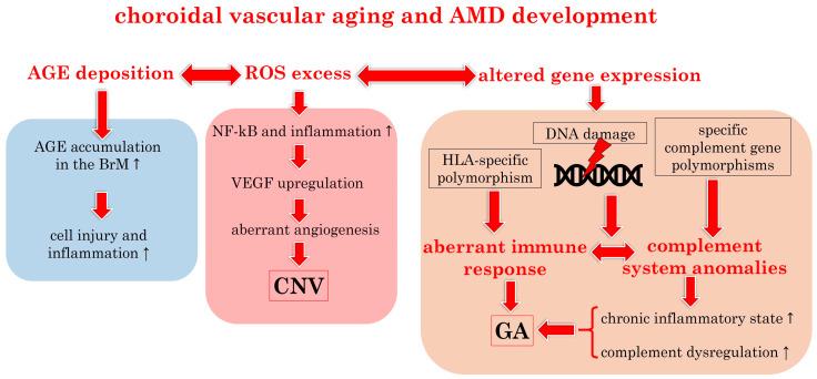 https://cdn.ncbi.nlm.nih.gov/pmc/blobs/0f95/11048681/27d44817d651/biomedicines-12-00817-g003.jpg
