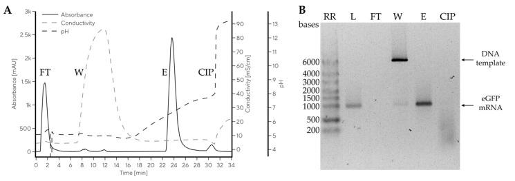 https://cdn.ncbi.nlm.nih.gov/pmc/blobs/0f96/10532270/fab7c7e9af1b/ijms-24-14267-g006.jpg