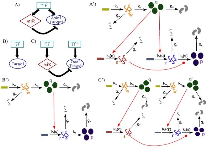 https://cdn.ncbi.nlm.nih.gov/pmc/blobs/0f98/3053320/e02349616d46/pcbi.1001101.g002.jpg