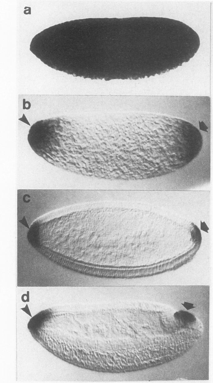 https://cdn.ncbi.nlm.nih.gov/pmc/blobs/0f9d/359859/da5627a3e94d/molcellb00018-0666-a.jpg