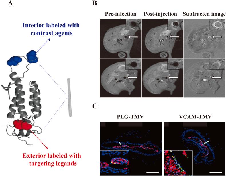 https://cdn.ncbi.nlm.nih.gov/pmc/blobs/0fa0/8943324/a5b5418078b2/gr8.jpg