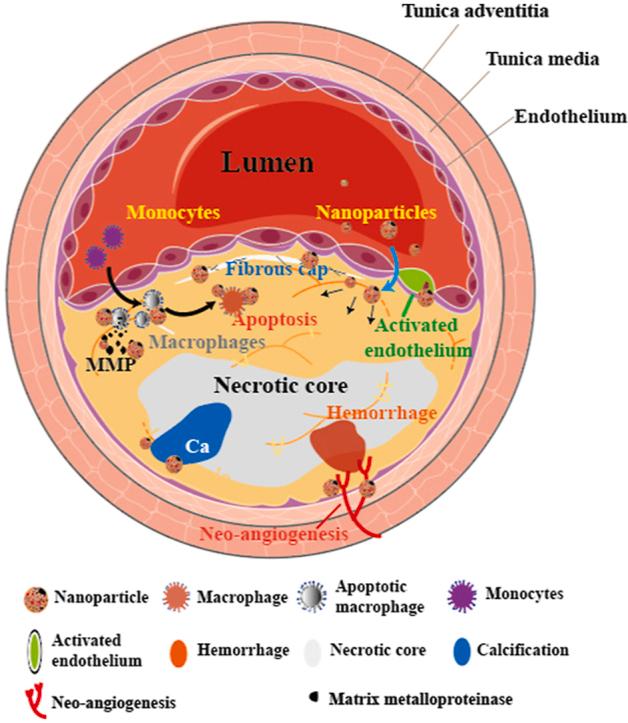 https://cdn.ncbi.nlm.nih.gov/pmc/blobs/0fa0/8943324/baea6bac0c1c/ga1.jpg