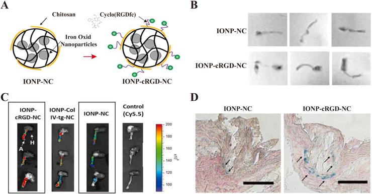 https://cdn.ncbi.nlm.nih.gov/pmc/blobs/0fa0/8943324/ceaa9eb361e7/gr7.jpg