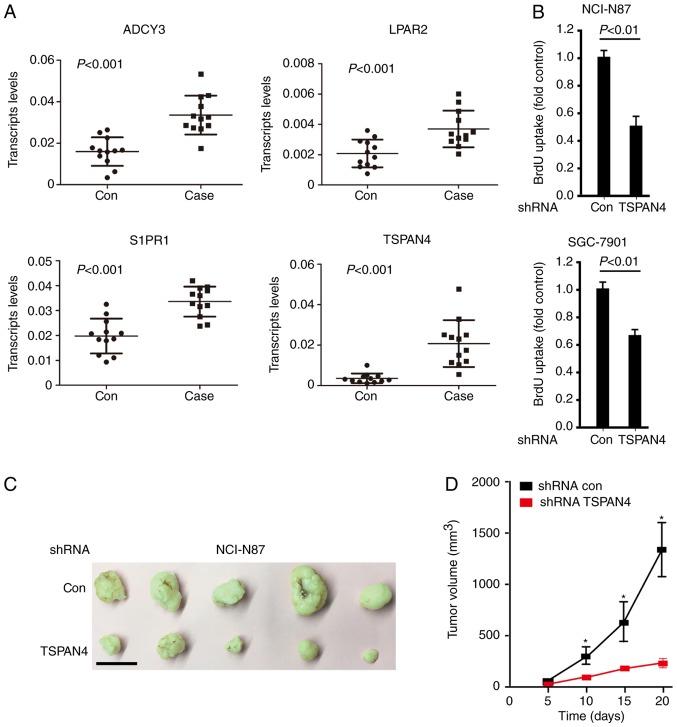 https://cdn.ncbi.nlm.nih.gov/pmc/blobs/0fa2/6131613/2ecdfcc6fbdb/MMR-18-04-3599-g04.jpg