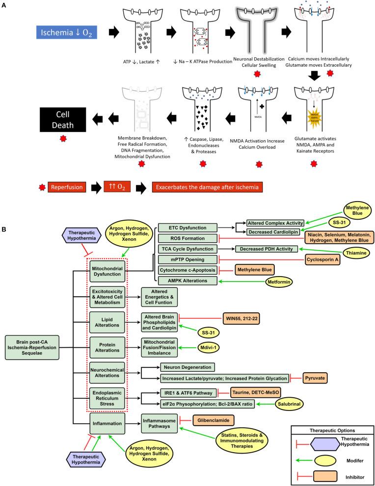 https://cdn.ncbi.nlm.nih.gov/pmc/blobs/0fa2/8167895/94d791030add/fmed-08-636651-g0001.jpg