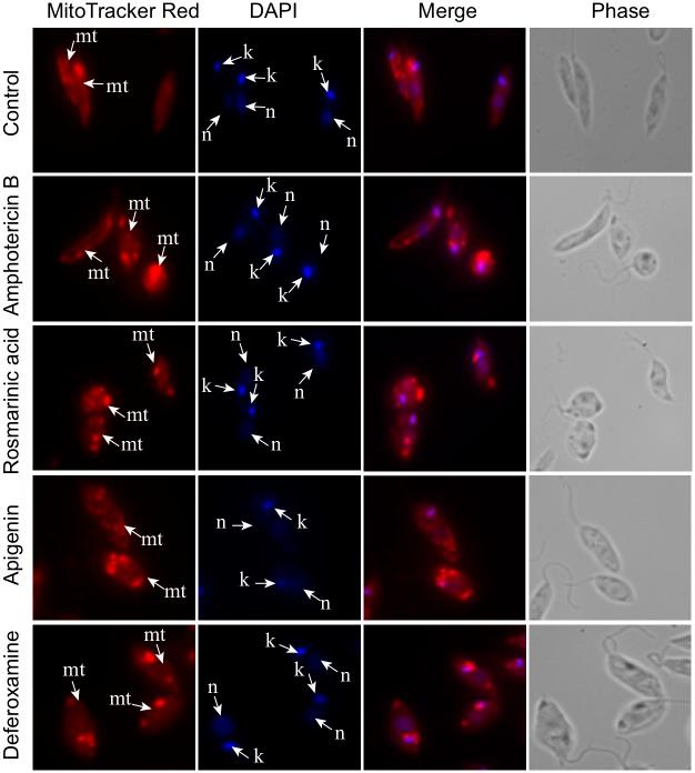 https://cdn.ncbi.nlm.nih.gov/pmc/blobs/0fa5/6405172/3a02ffc99177/pntd.0007206.g004.jpg