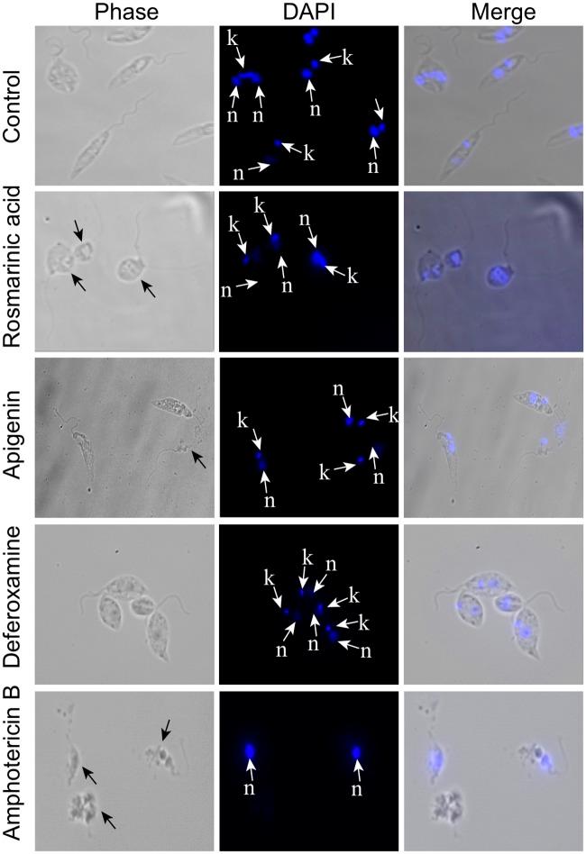 https://cdn.ncbi.nlm.nih.gov/pmc/blobs/0fa5/6405172/8d2d1413d0e6/pntd.0007206.g003.jpg
