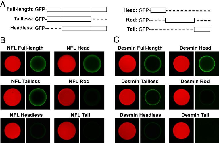 https://cdn.ncbi.nlm.nih.gov/pmc/blobs/0fa8/7923618/48a1fb549462/pnas.2022121118fig02.jpg