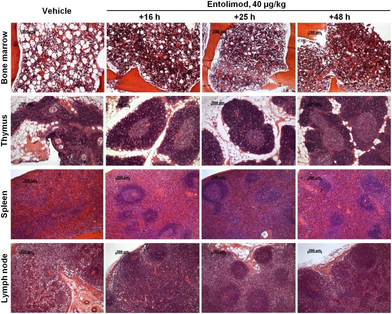 https://cdn.ncbi.nlm.nih.gov/pmc/blobs/0fad/4569586/3541f0ad7743/pone.0135388.g003.jpg