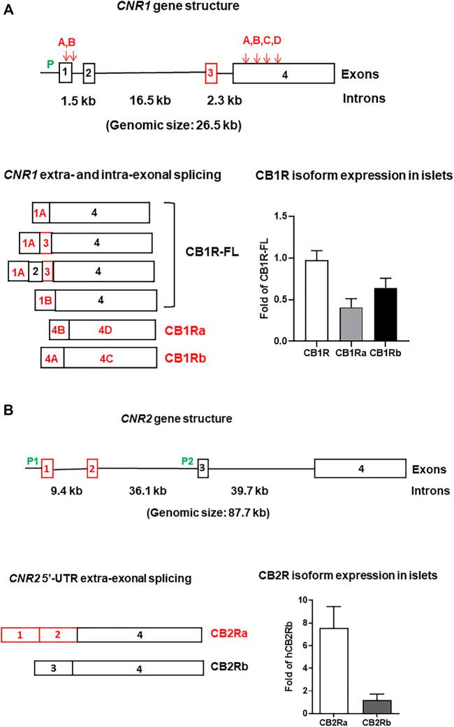 https://cdn.ncbi.nlm.nih.gov/pmc/blobs/0fad/8804091/71fb693b46fd/fphar-12-809965-g002.jpg