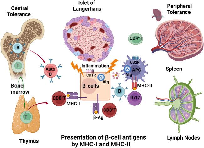 https://cdn.ncbi.nlm.nih.gov/pmc/blobs/0fad/8804091/954d21368083/fphar-12-809965-g001.jpg