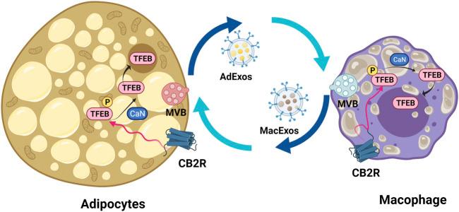 https://cdn.ncbi.nlm.nih.gov/pmc/blobs/0fad/8804091/a1d0b4eebf20/fphar-12-809965-g007.jpg