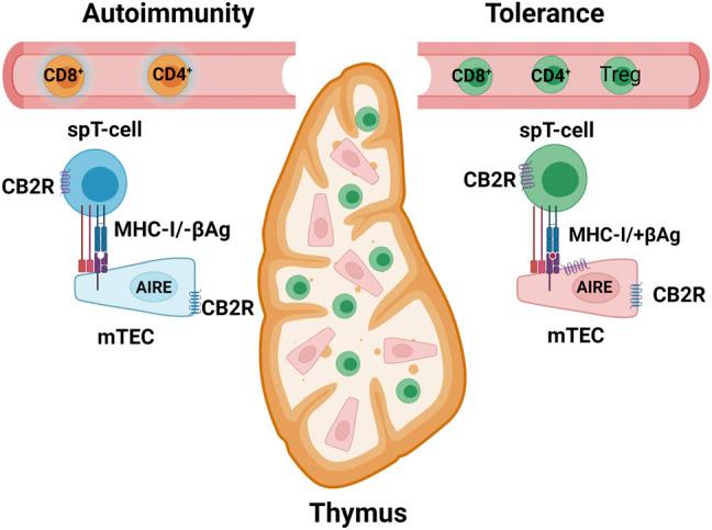 https://cdn.ncbi.nlm.nih.gov/pmc/blobs/0fad/8804091/dc7e97468f02/fphar-12-809965-g004.jpg