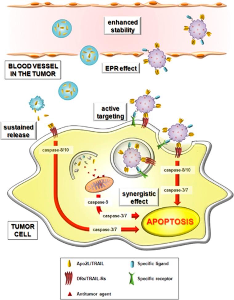 https://cdn.ncbi.nlm.nih.gov/pmc/blobs/0fb0/4832109/e403078e5200/cdd2015174f2.jpg