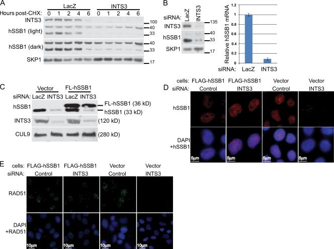 https://cdn.ncbi.nlm.nih.gov/pmc/blobs/0fb3/2762097/bd73af7056b4/JCB_200907026_RGB_Fig4.jpg