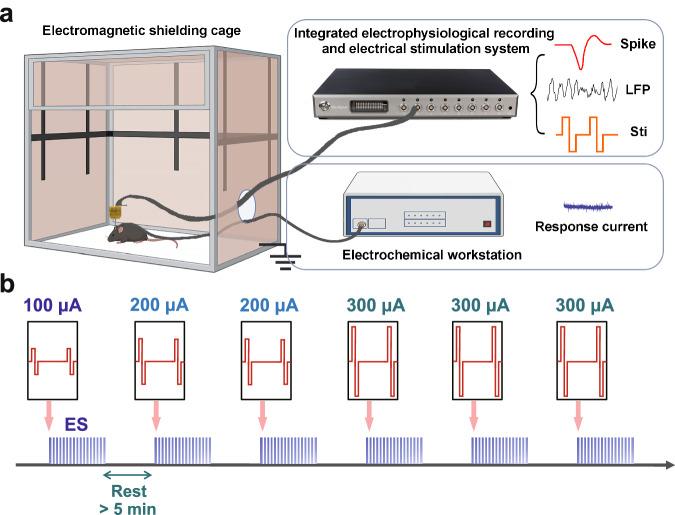 https://cdn.ncbi.nlm.nih.gov/pmc/blobs/0fb4/12217251/0ff1a90c0fb4/41467_2025_60903_Fig7_HTML.jpg