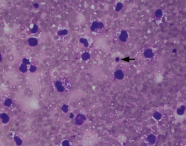 https://cdn.ncbi.nlm.nih.gov/pmc/blobs/0fb5/5945759/7f209f070da0/266_2017_1064_Fig1_HTML.jpg