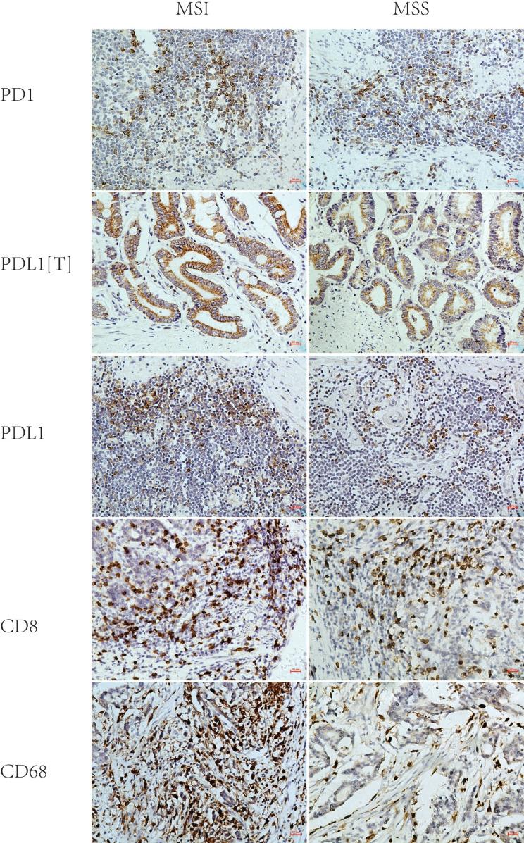 https://cdn.ncbi.nlm.nih.gov/pmc/blobs/0fb7/7890312/b3b1915fa2ed/jcav12p1698g002.jpg