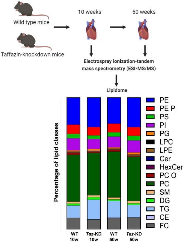https://cdn.ncbi.nlm.nih.gov/pmc/blobs/0fba/11285559/dfd1b807bc84/fmmed-04-1389456-g001.jpg