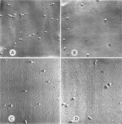 https://cdn.ncbi.nlm.nih.gov/pmc/blobs/0fbe/385785/e4ff9a79b251/jbacter00620-0029-a.jpg