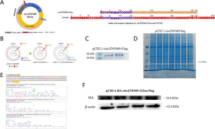 https://cdn.ncbi.nlm.nih.gov/pmc/blobs/0fc0/12179659/bffc9f9c290f/gr4.jpg