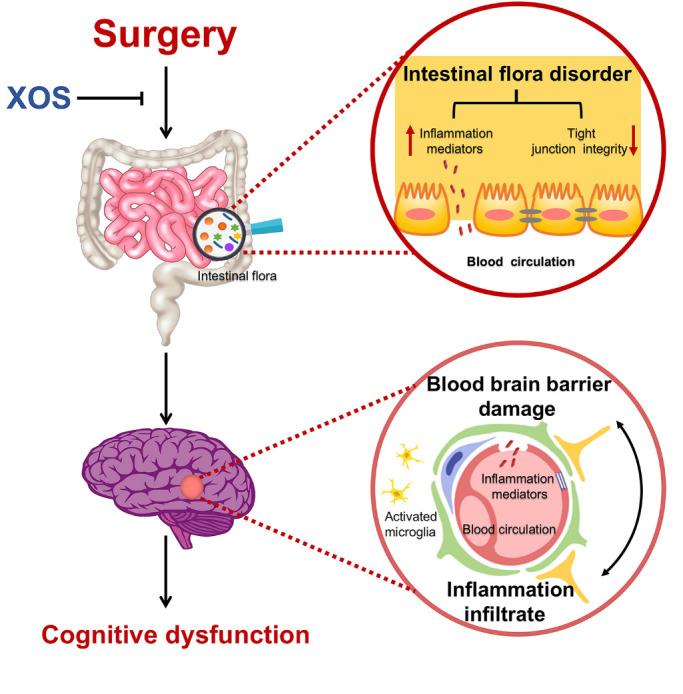 https://cdn.ncbi.nlm.nih.gov/pmc/blobs/0fc0/7505279/4dbcbb19df87/ad-11-5-1029-g8.jpg