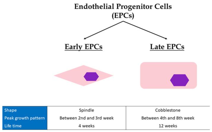https://cdn.ncbi.nlm.nih.gov/pmc/blobs/0fd0/9322098/a37d5ab31d64/jcdd-09-00222-g001.jpg