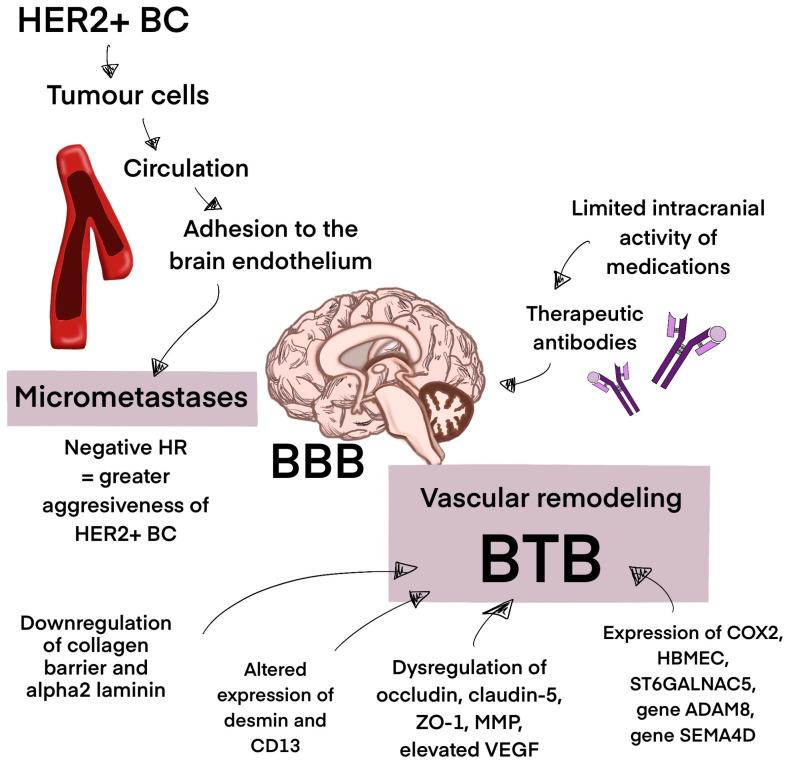 https://cdn.ncbi.nlm.nih.gov/pmc/blobs/0fd3/12109299/5e6ef9adf296/biomedicines-13-01153-g002.jpg