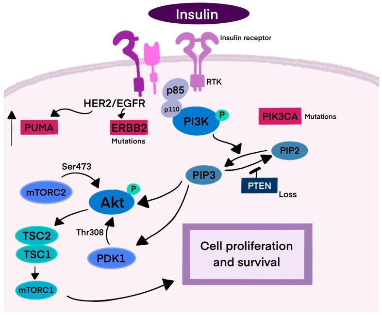https://cdn.ncbi.nlm.nih.gov/pmc/blobs/0fd3/12109299/c09d7958d164/biomedicines-13-01153-g001.jpg