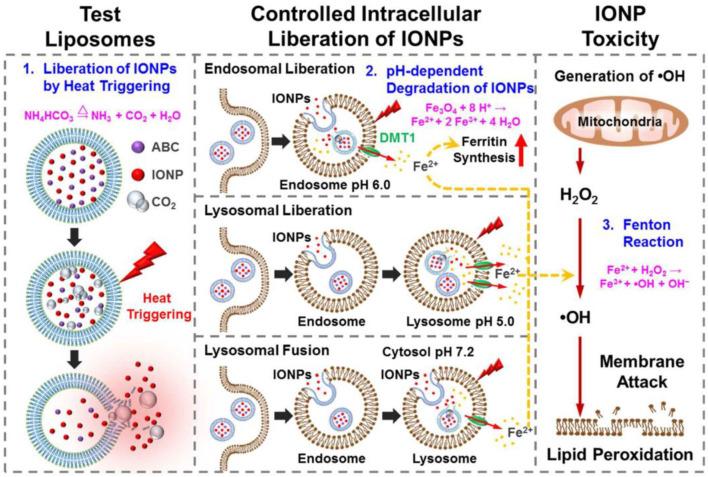 https://cdn.ncbi.nlm.nih.gov/pmc/blobs/0fd9/7511706/210eb9e2787b/fchem-08-00680-g0001.jpg