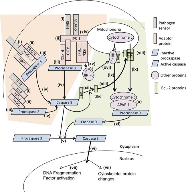 https://cdn.ncbi.nlm.nih.gov/pmc/blobs/0fdb/5605936/5ebfa8648702/mbo0041734920001.jpg