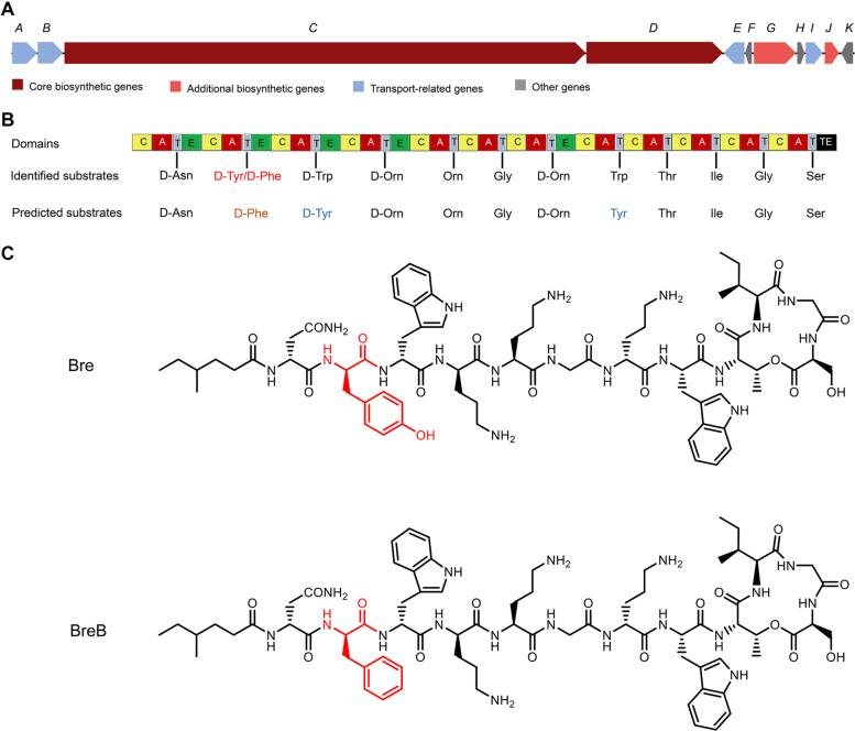https://cdn.ncbi.nlm.nih.gov/pmc/blobs/0fdf/8219939/27e3822ce6fd/fmicb-12-693117-g001.jpg