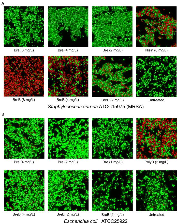 https://cdn.ncbi.nlm.nih.gov/pmc/blobs/0fdf/8219939/8c6508bc417d/fmicb-12-693117-g003.jpg