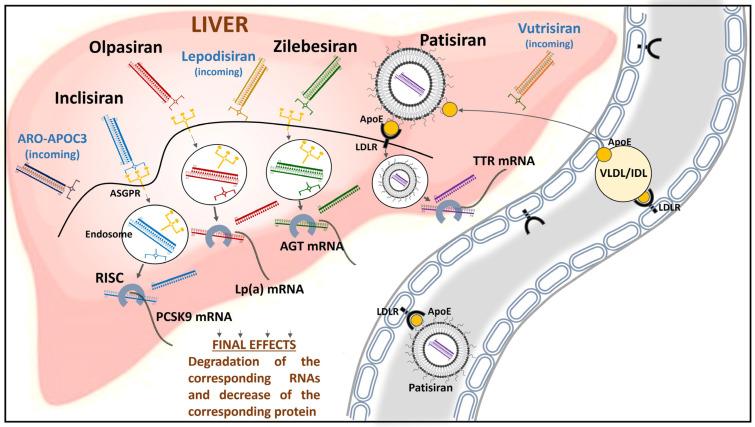 https://cdn.ncbi.nlm.nih.gov/pmc/blobs/0fe2/10778861/d2fc48026990/ijms-25-00328-g001.jpg
