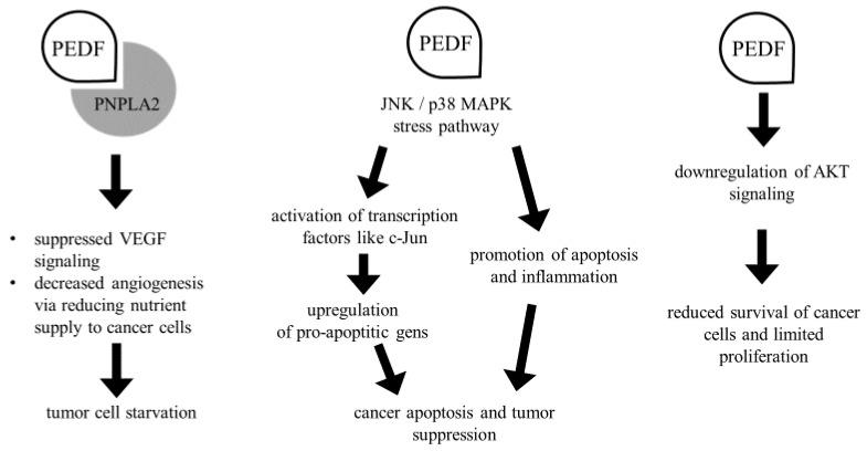 https://cdn.ncbi.nlm.nih.gov/pmc/blobs/0fe2/11504982/9dc58b0bc31b/biomedicines-12-02260-g004.jpg