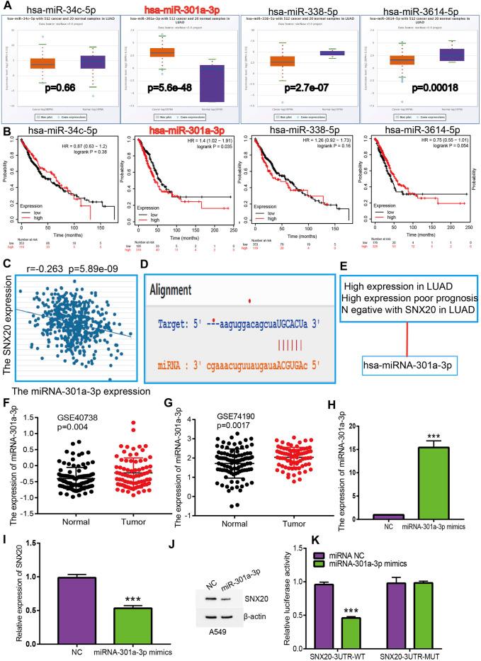 https://cdn.ncbi.nlm.nih.gov/pmc/blobs/0fe7/8484765/d987440b04f5/fmolb-08-744363-g009.jpg