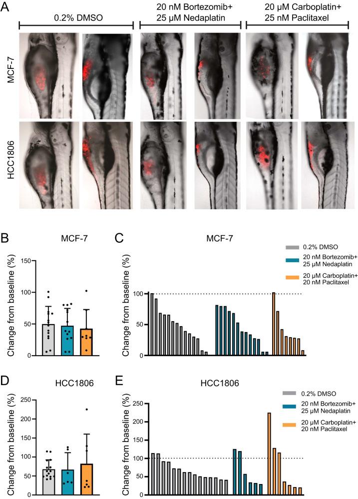 https://cdn.ncbi.nlm.nih.gov/pmc/blobs/0fe8/10825133/9557ae81f60d/41420_2024_1819_Fig6_HTML.jpg