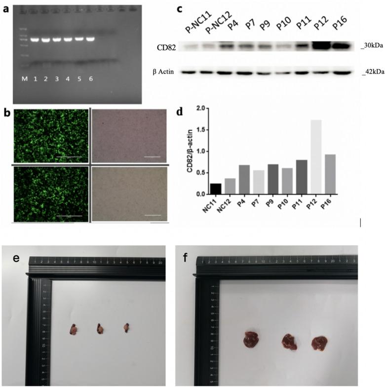 https://cdn.ncbi.nlm.nih.gov/pmc/blobs/0fe8/8493323/d865a1876d55/10.1177_15330338211045204-fig1.jpg