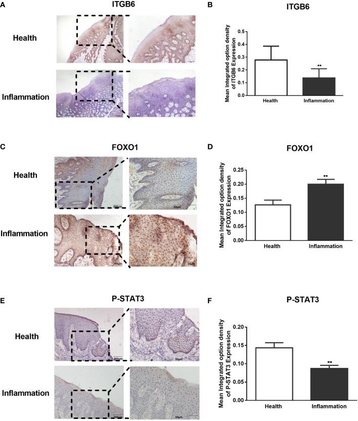 https://cdn.ncbi.nlm.nih.gov/pmc/blobs/0fe8/9589051/052e0e741409/fcimb-12-998693-g006.jpg