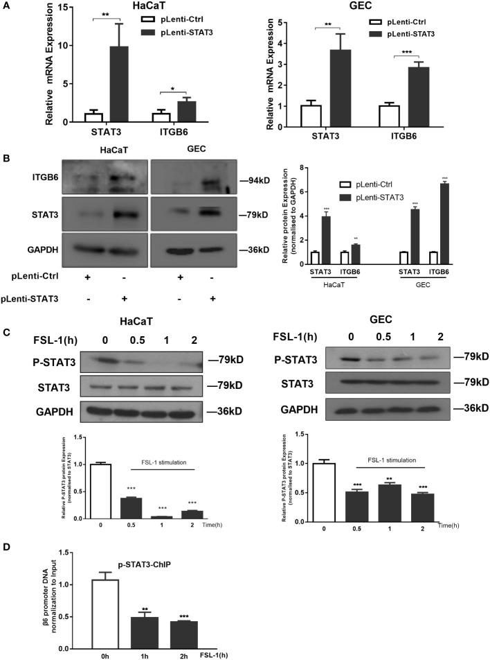 https://cdn.ncbi.nlm.nih.gov/pmc/blobs/0fe8/9589051/d92c6a616e0a/fcimb-12-998693-g004.jpg