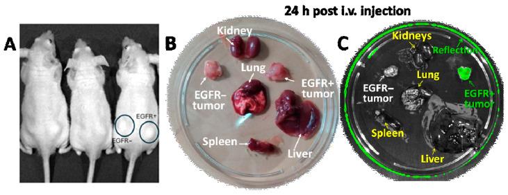 https://cdn.ncbi.nlm.nih.gov/pmc/blobs/0fe9/11676734/d289bcc14d9e/pharmaceutics-16-01613-g005.jpg